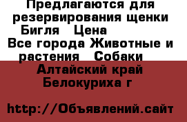 Предлагаются для резервирования щенки Бигля › Цена ­ 40 000 - Все города Животные и растения » Собаки   . Алтайский край,Белокуриха г.